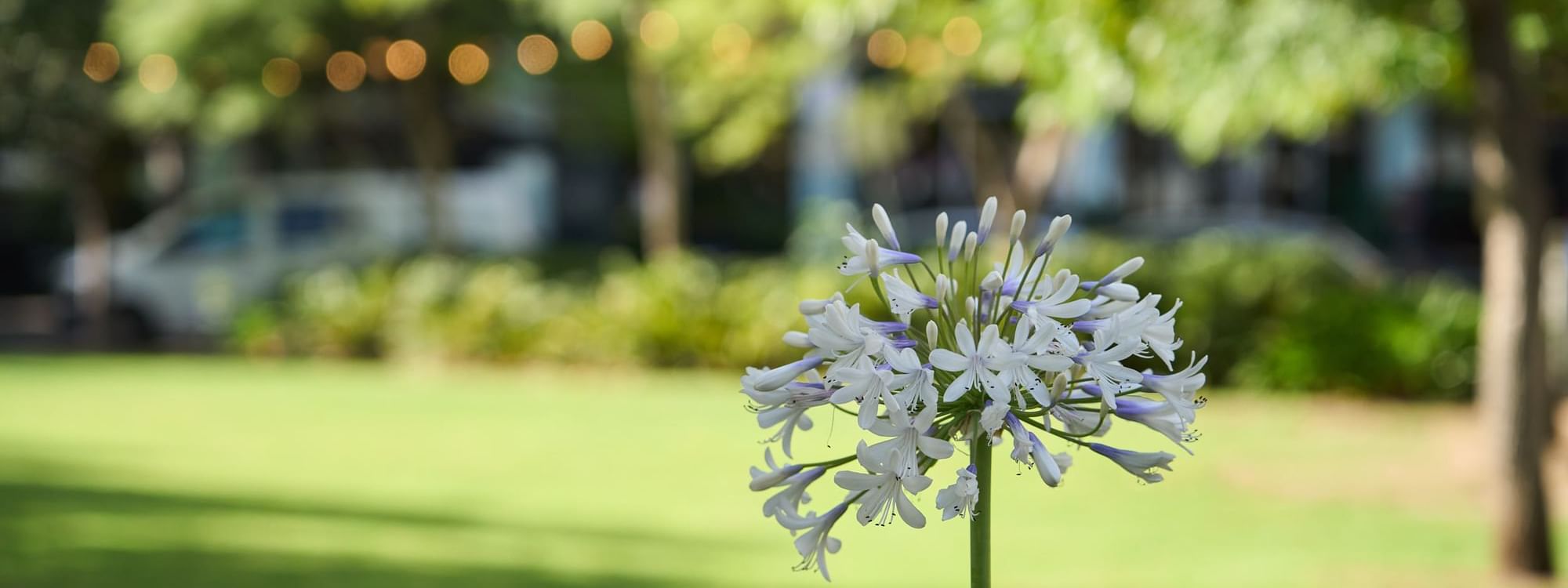 Blooming purple agapanthus with lush green lawn and trees near Ibis Adelaide