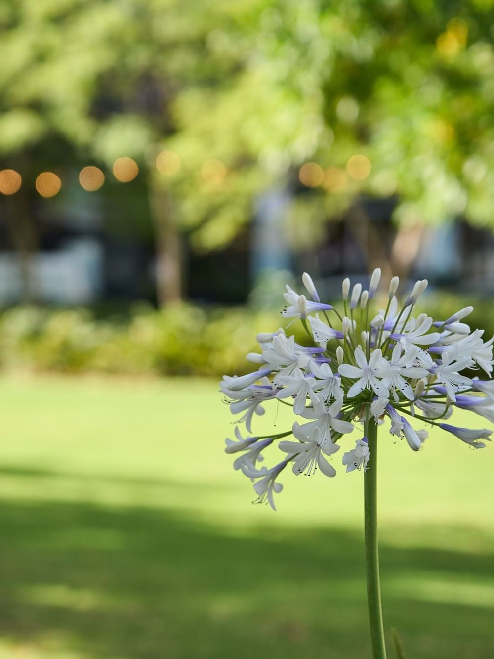 Blooming purple agapanthus with lush green lawn and trees near Ibis Adelaide