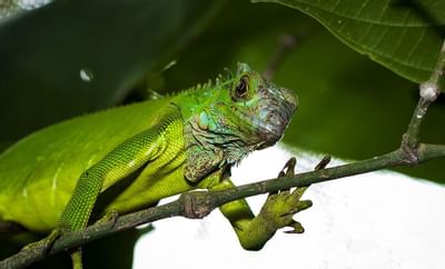 Iguana