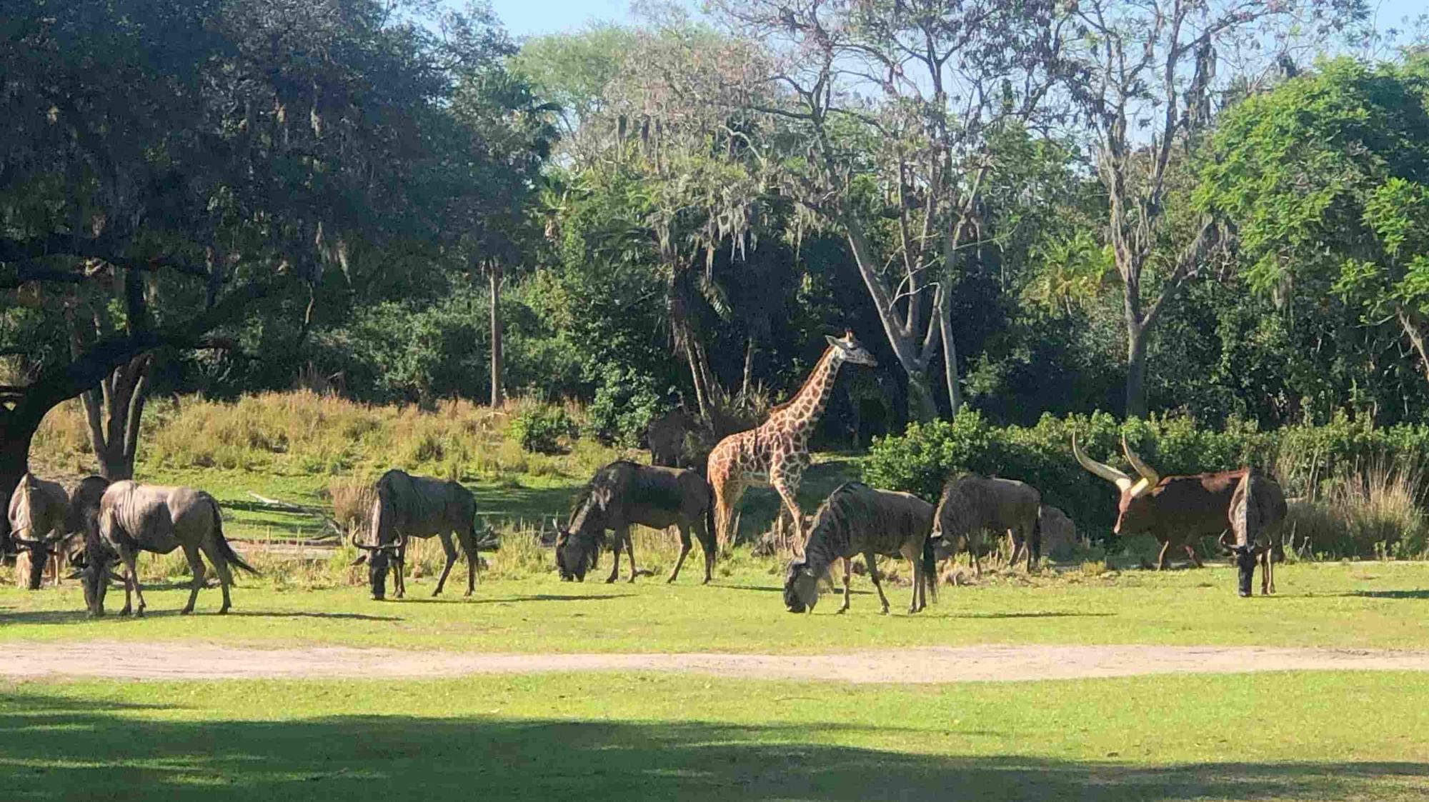 Giraffe and other animals seen on Kilimanjaro Safaris at Disney's Animal Kingdom that you can see on Earth Day