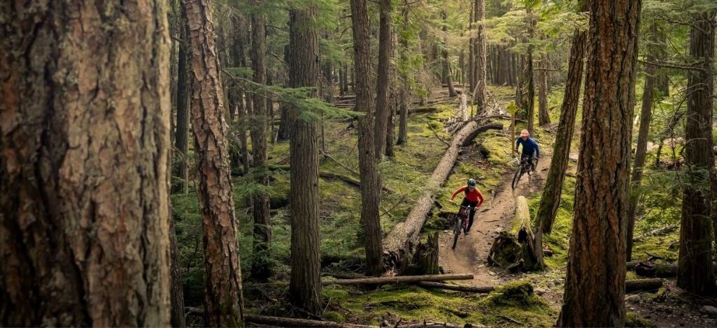 Two mountain bikers ride a forest trail surrounded by tall trees in Whistler.