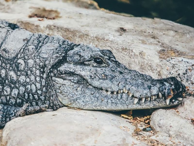 Closeup on a Crocodile captured in River Tour at Costa Rica
