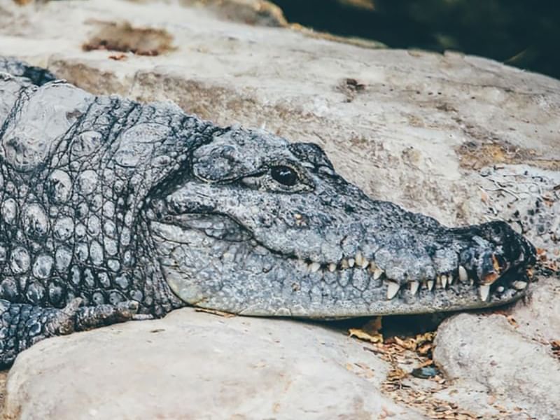 Closeup on a Crocodile captured in River Tour at Costa Rica