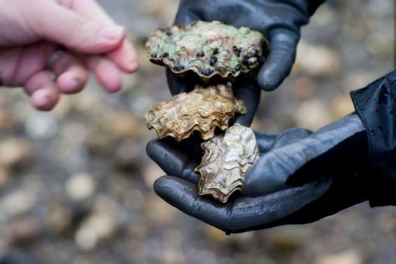 Close-up of oysters in hands at Alderbrook Resort & Spa