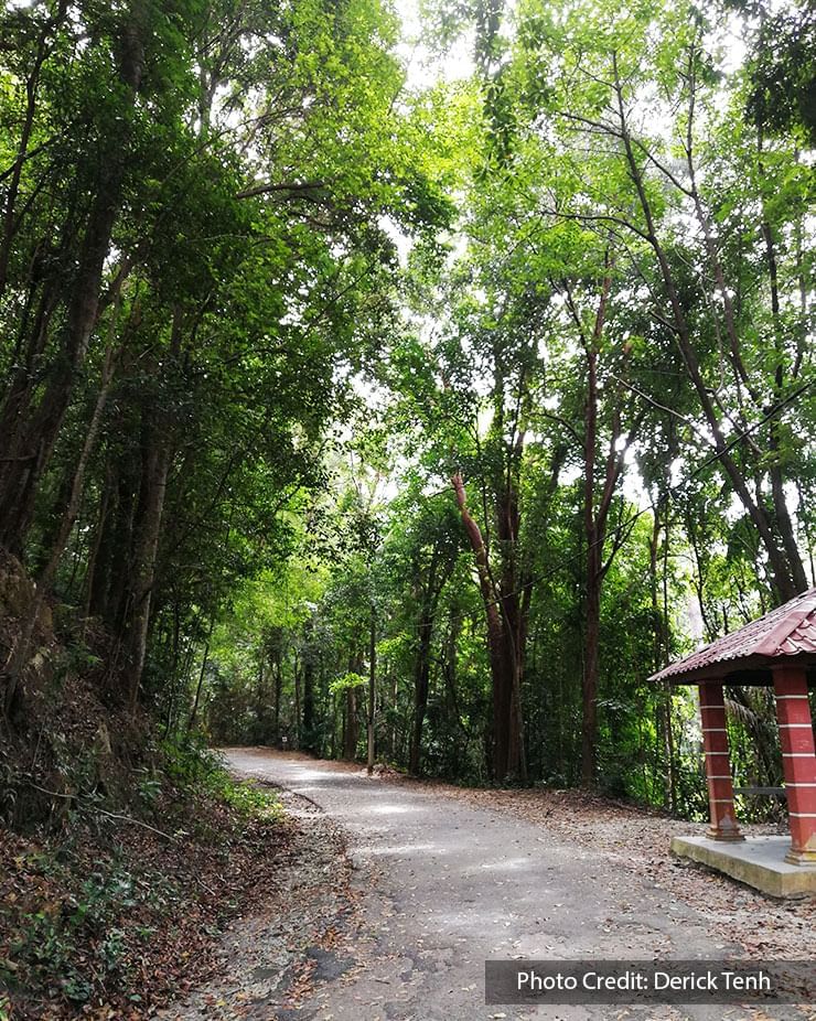 forest hiking trail of tanjung tuan port dickson