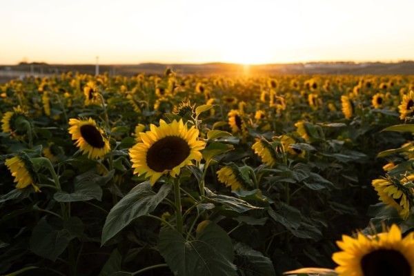 A field of sunflowers at Southern Hill Farms, home to one of the best fall festivals in Orlando.
