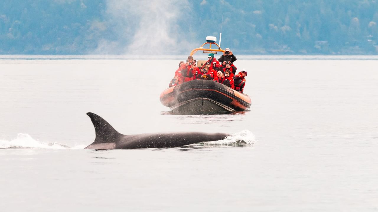 People on a whale watching tour on a boat.