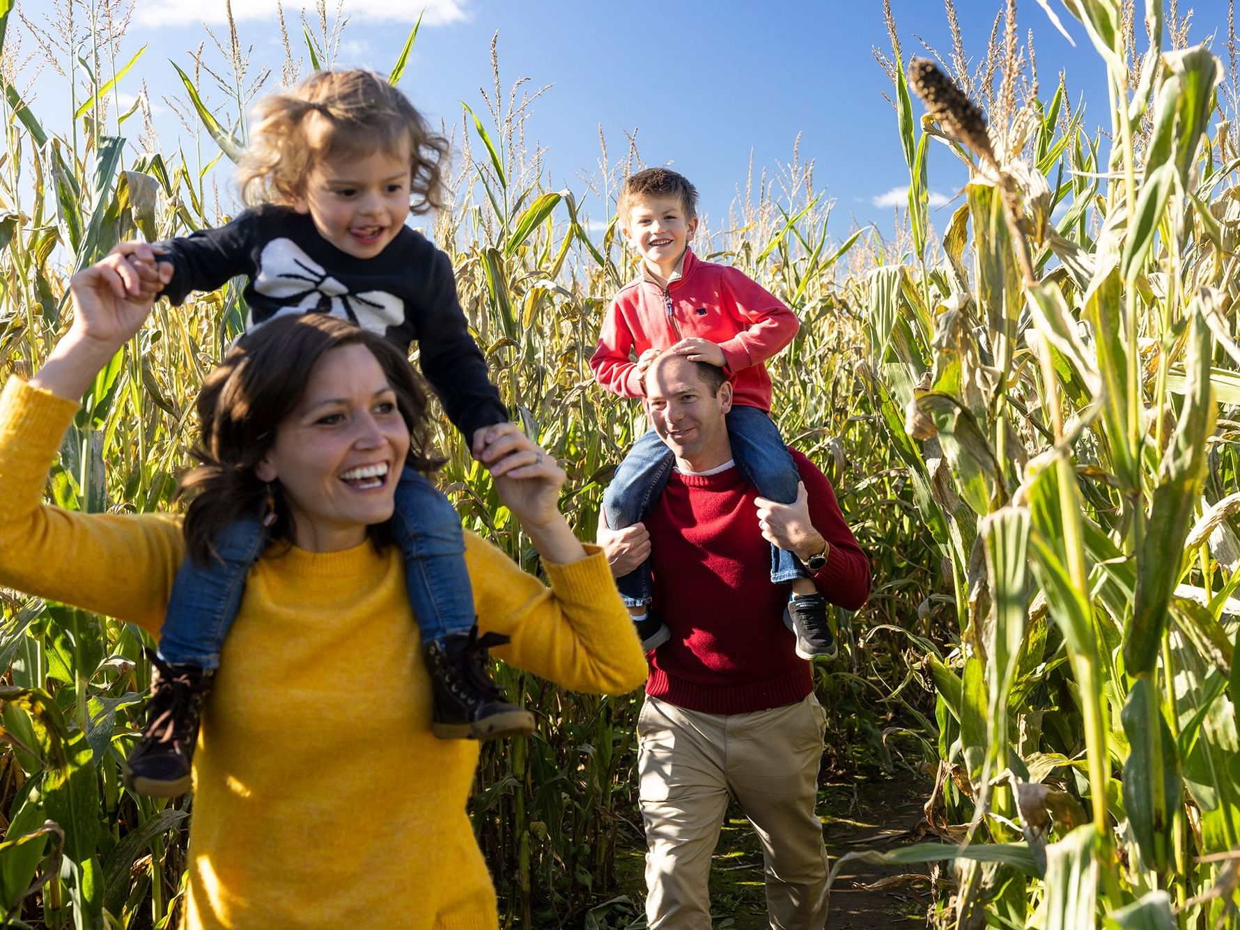Family of four in a corn maze with mother and father carrying children on their shoulders.
