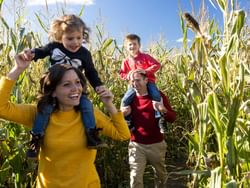 Family of four in a corn maze with mother and father carrying children on their shoulders.