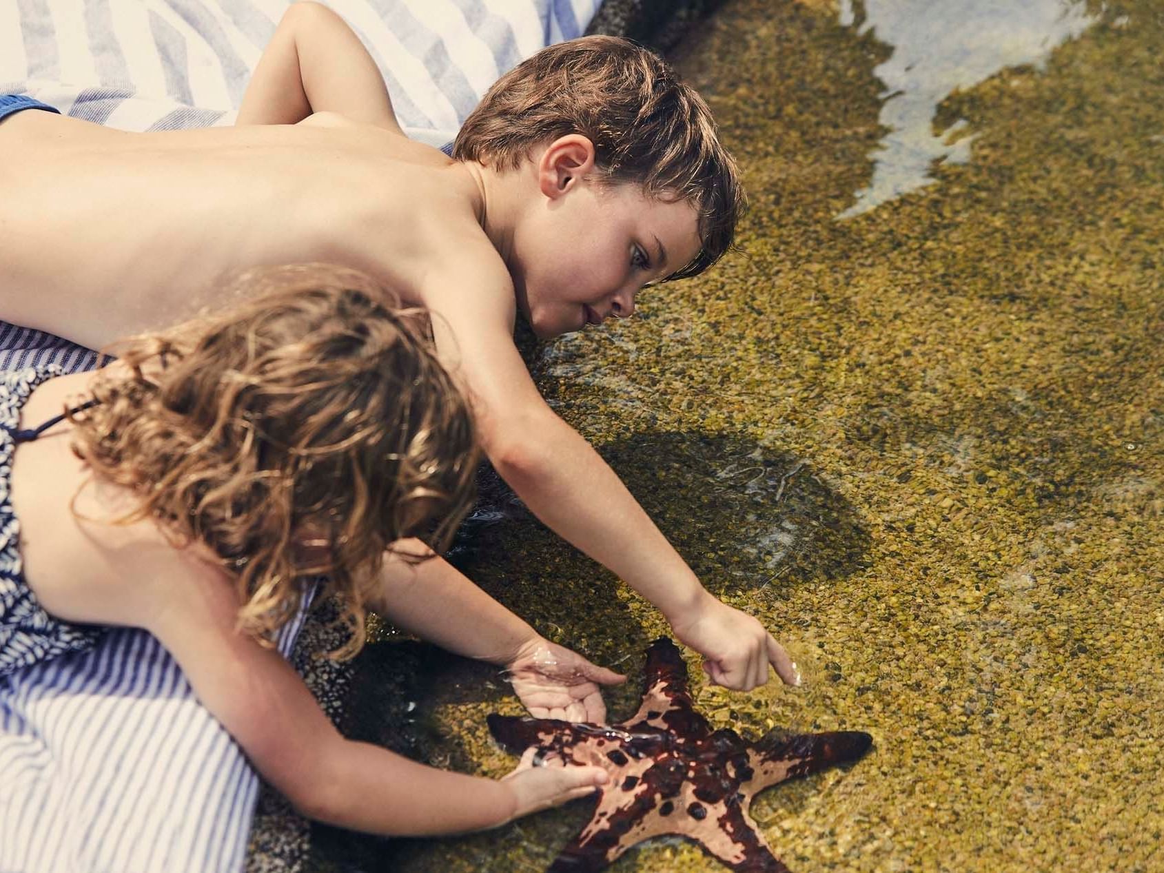 Close up on Kids touching a star fish at Daydream Island Resort