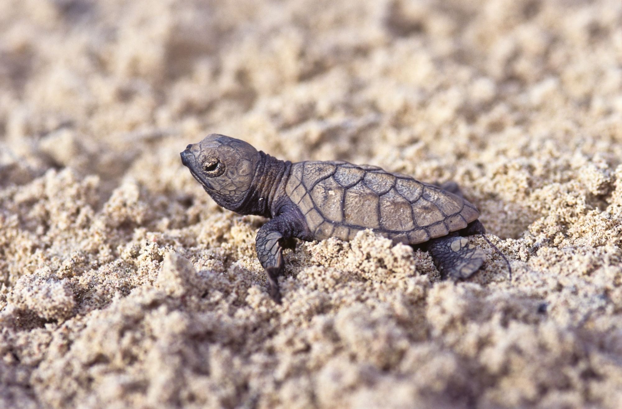 Closeup on a baby sea turtle on the beach at The Buccaneer