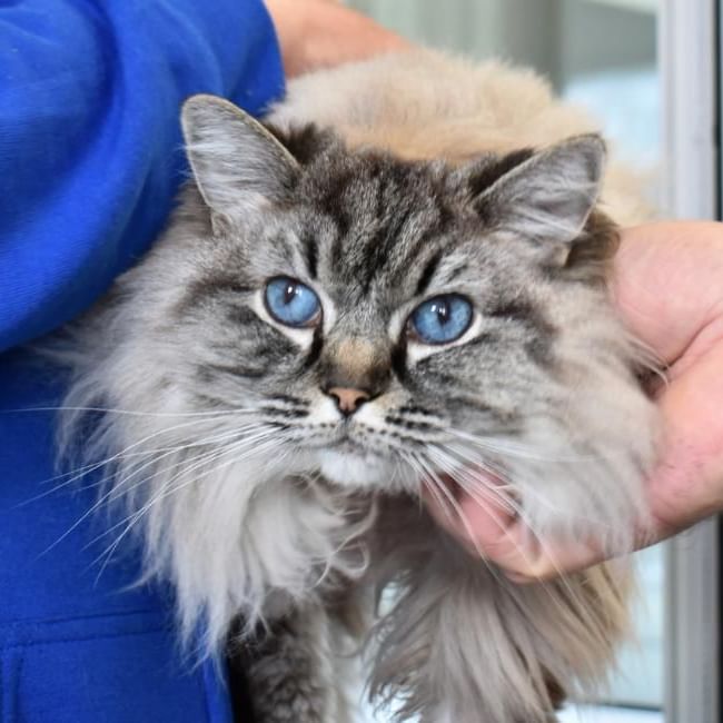 Diana Brimblecombe Animal Rescue Centre in Hurst featuring a cat with brilliant blue eyes