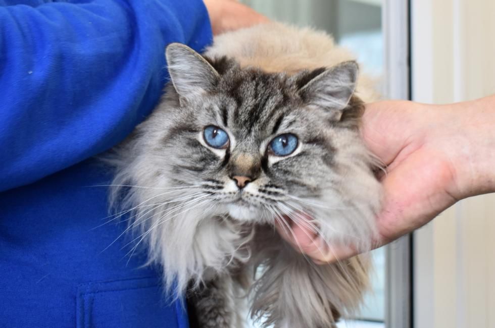 Blue best sale cat rescue