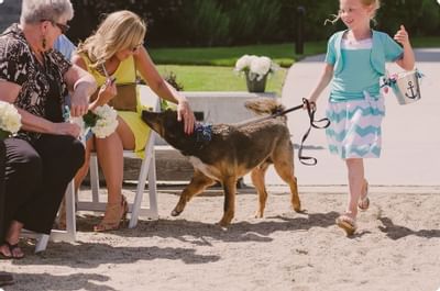 Dog During Weddings