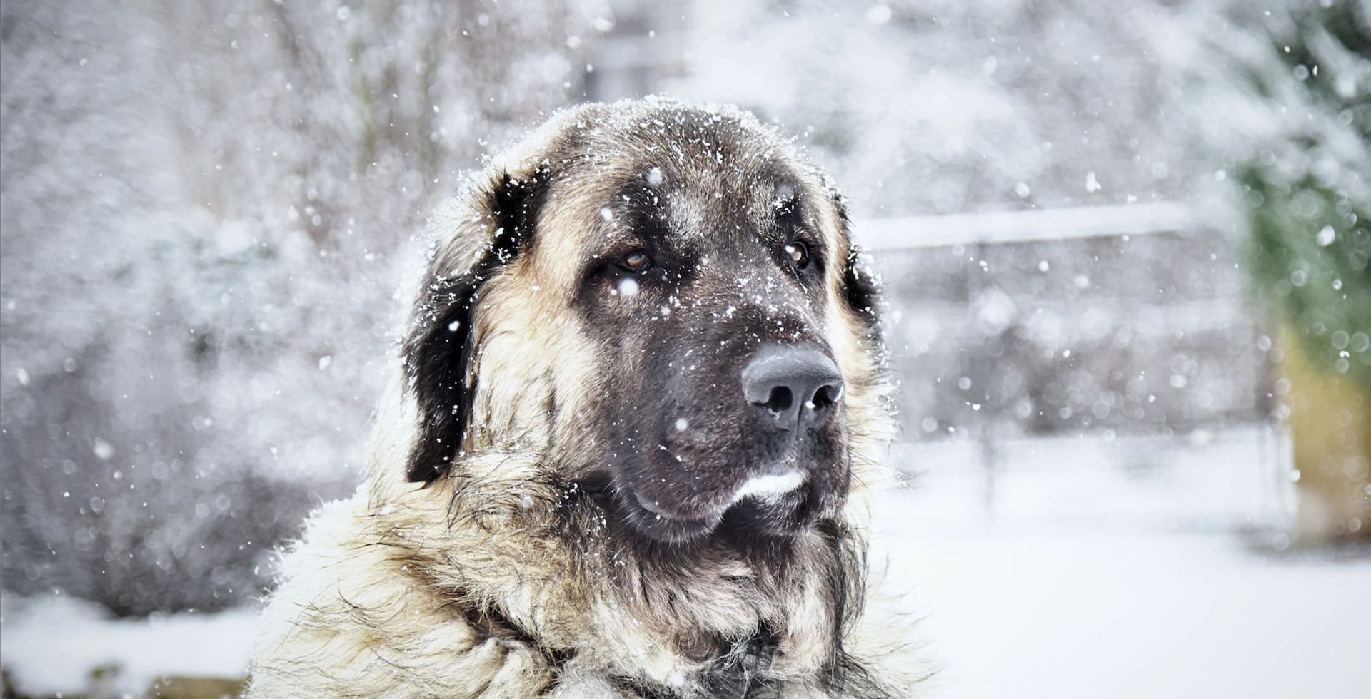 Pet Friendly Hotel in Canmore, AB Coast Canmore Hotel & Conference Centre