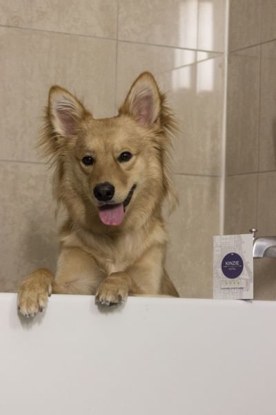 Close-up of a cute dog standing in a bathtub at Kinzie Hotel