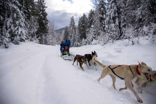 Things to do in Revelstoke in winter - Dog Sledding
