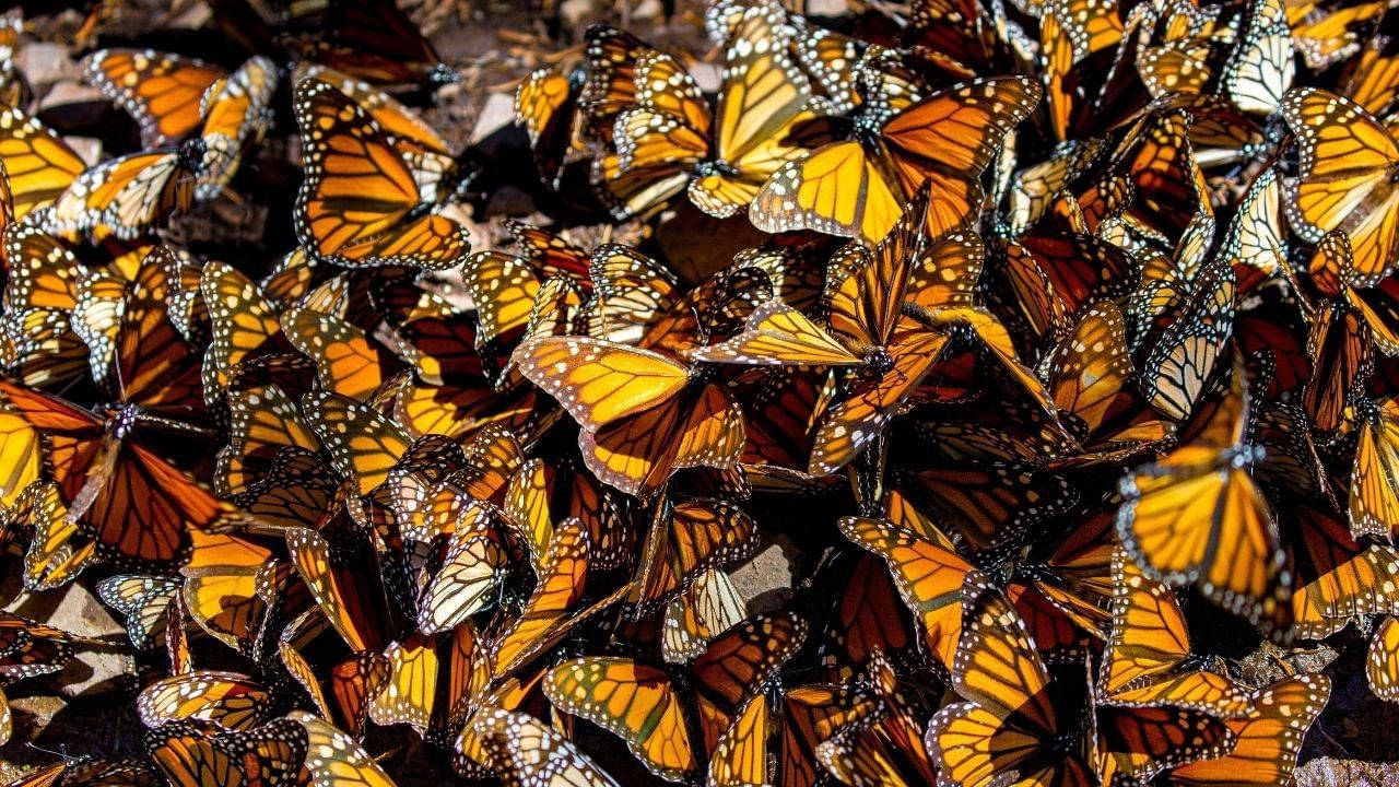 mariposa monarca cerca cdmx santuarios