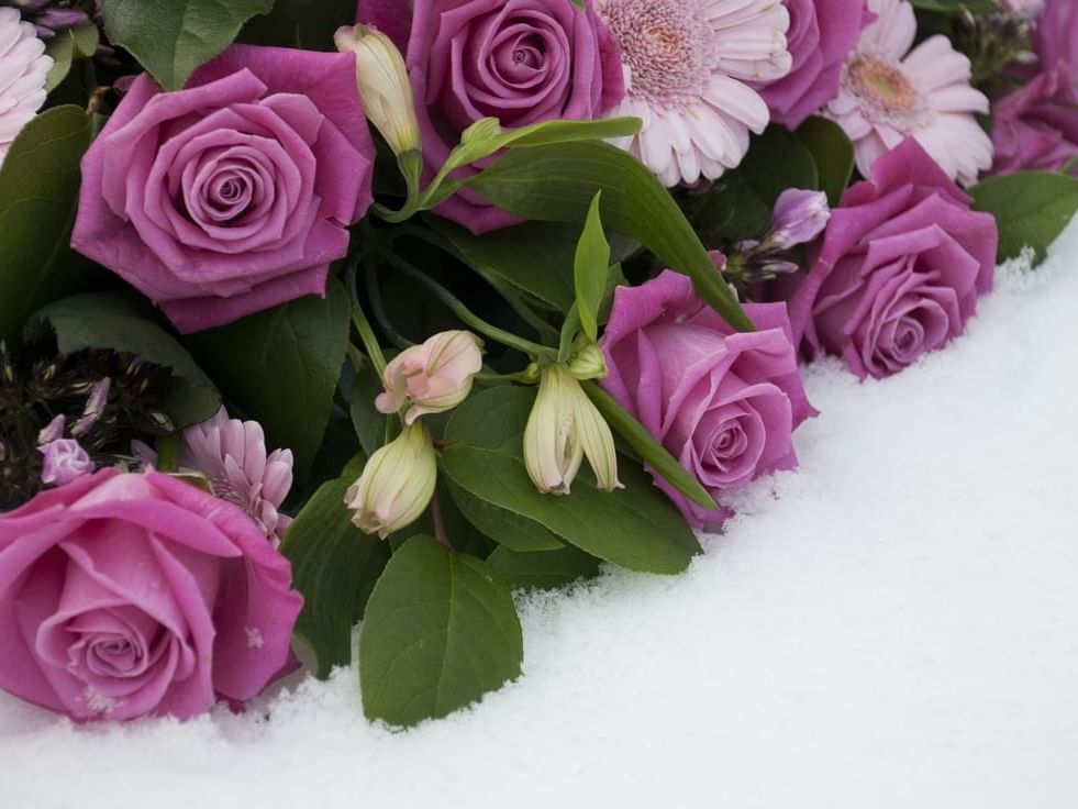 Beautiful arrangement of fresh pink flowers, including roses and gerberas, elegantly resting on a bed of snow