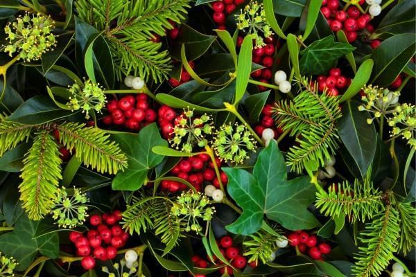 Mixture of holly and seasonal Christmas plants