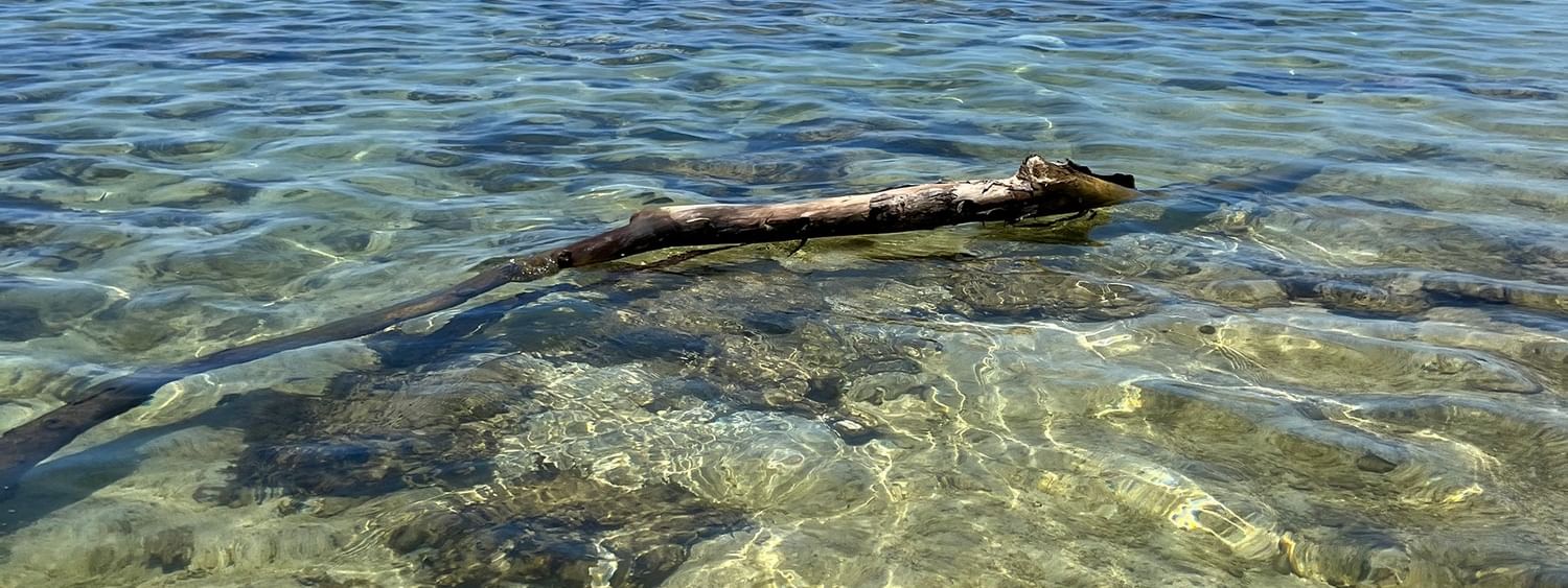 Driftwood floating in clear water at Tambua Sands Beach Resort in Sigatoka