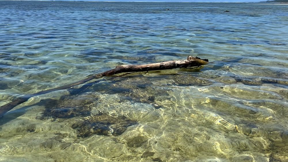 Driftwood floating in clear water at Tambua Sands Beach Resort in Sigatoka.