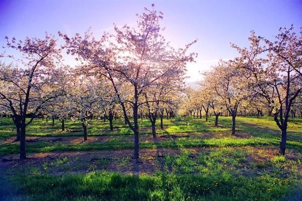 An orchard in Okanagan with cherry blossom trees and a blue sky
