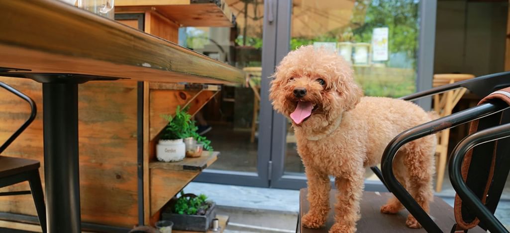 Small dog on outdoor café chair