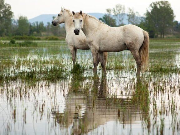 Wonderful two Camargue horses at a swamp near hotel Costieres