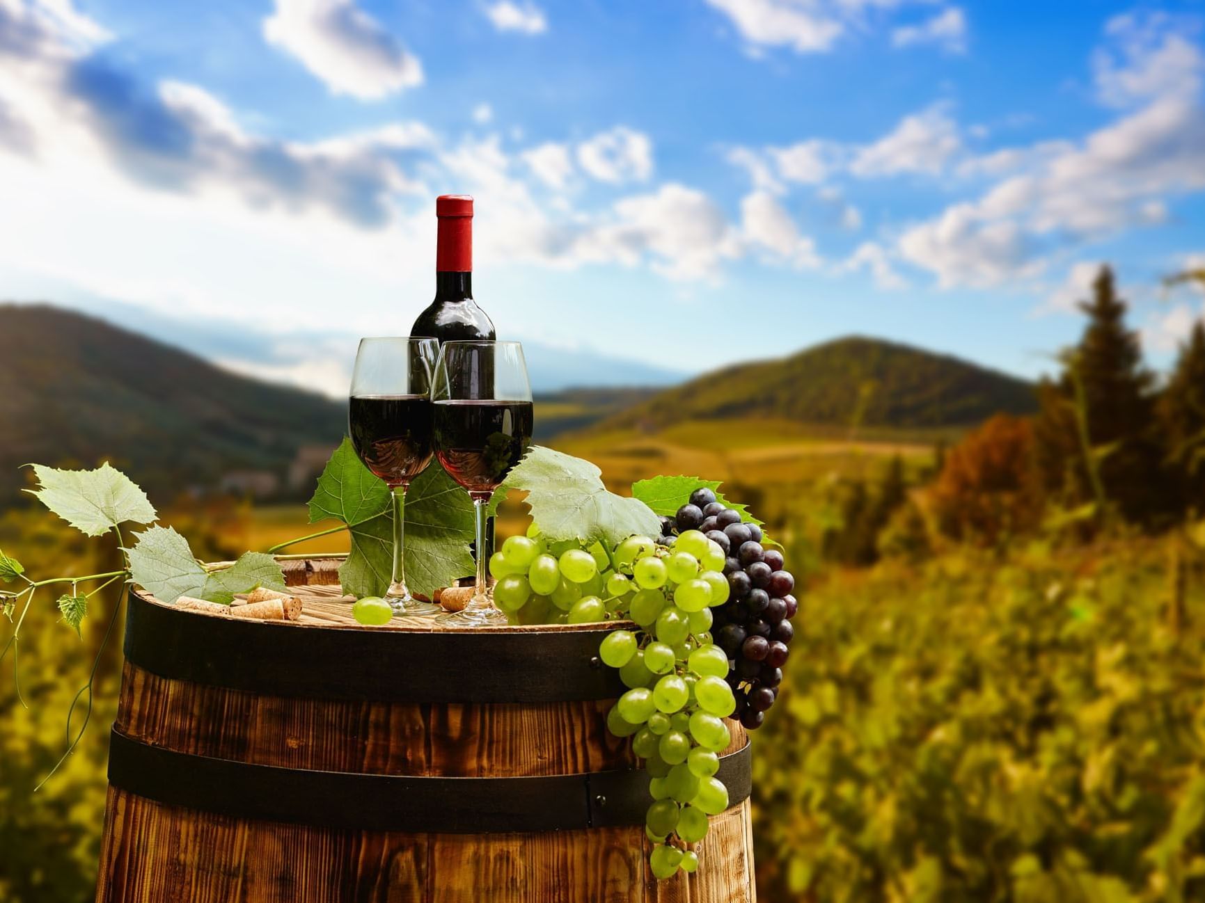Fresh grapes & wine on a barrel with mountain views near Golf Hotel Punta Ala
