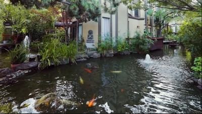 Fountain & fish in the pond at Dinah's Garden Hotel