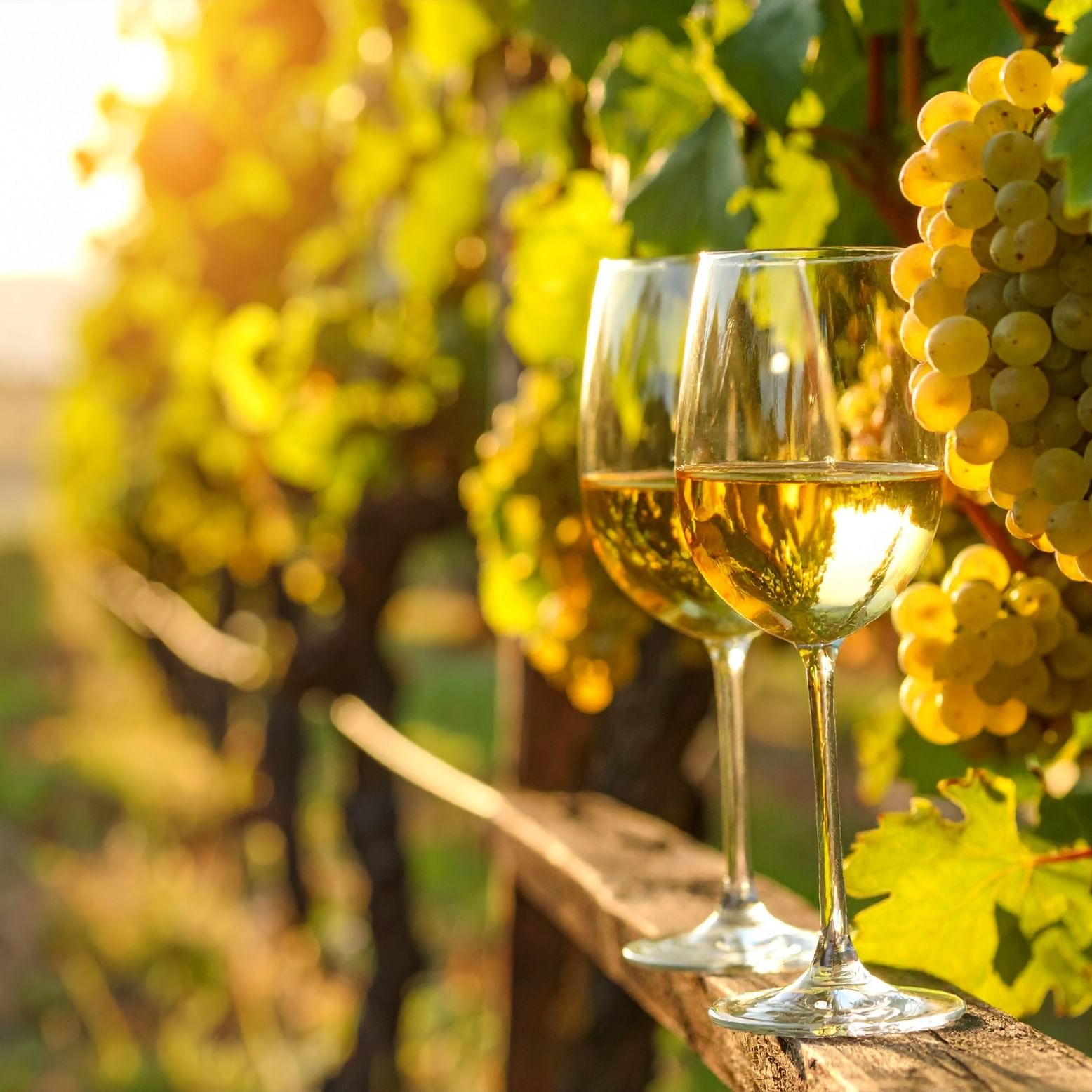 white wine with grapes in the vineyard