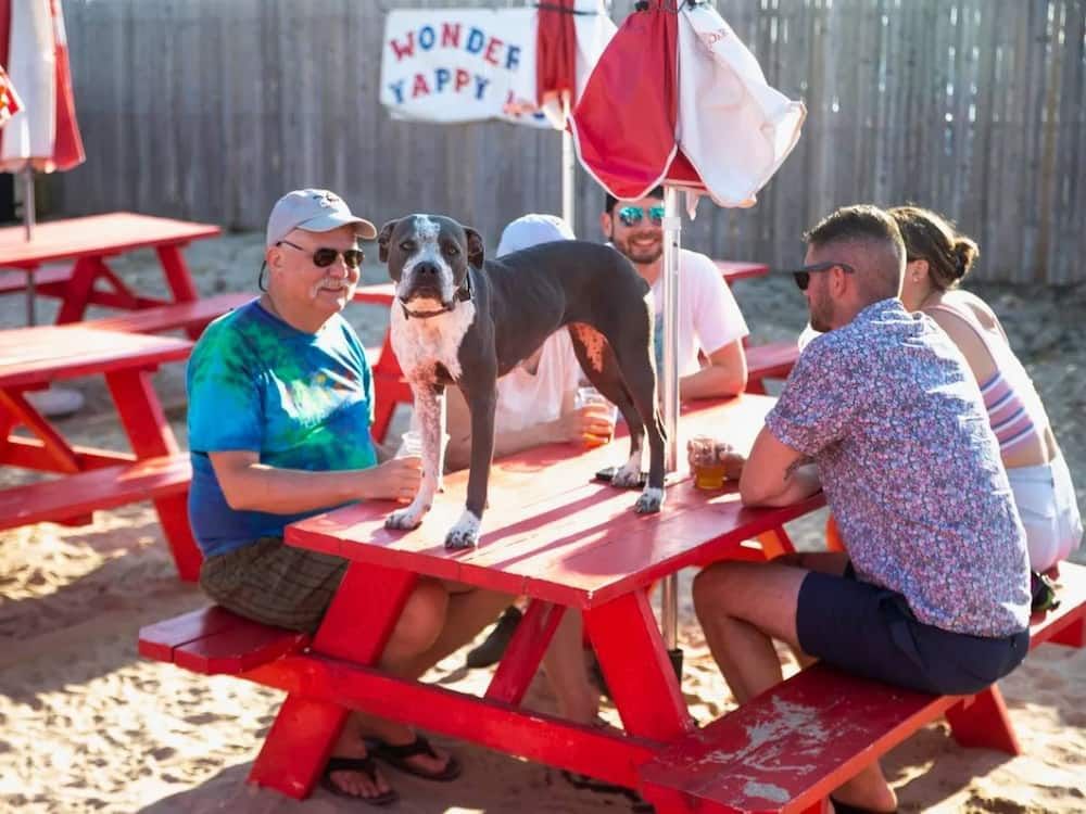 dogs playing at wonder bar's yappy hour in asbury park