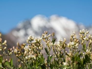 close up of Flowers in placa roja near NOI Puma Lodge Hotel
