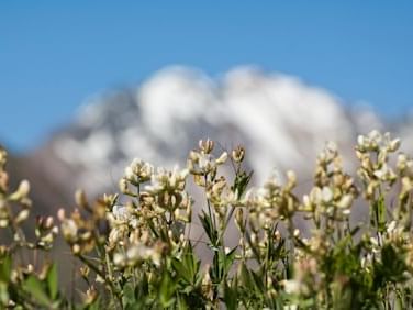 close up of Flowers in placa roja near NOI Puma Lodge Hotel