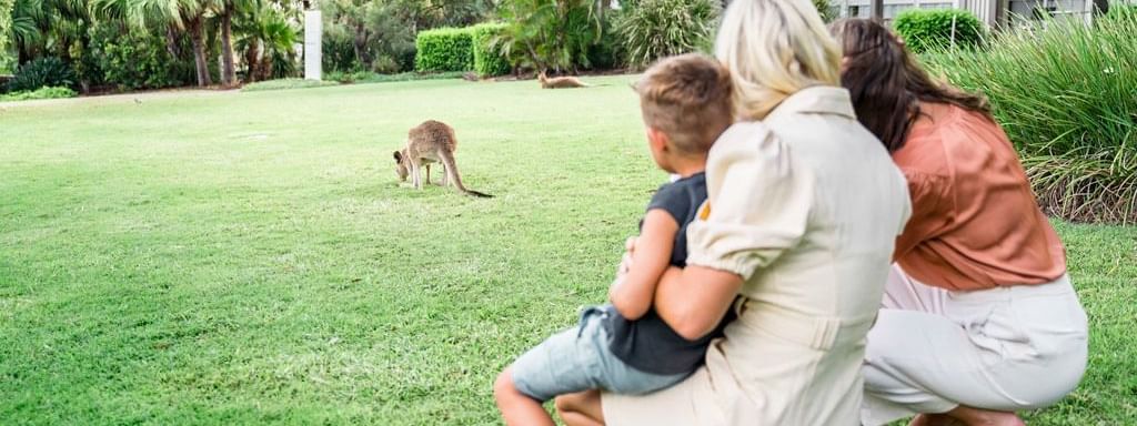 People observing the kangaroos in the garden near Novotel Sunshine Coast Resort