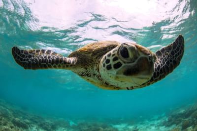 Closeup of a Turtle swimming near Heron Island Resort