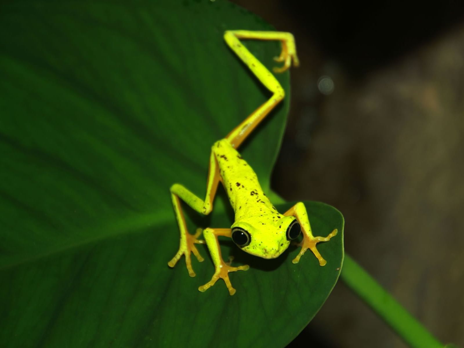 Rana
