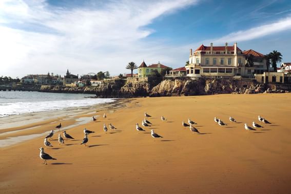 View of seagulls by the seashore near Hotel Cascais Miragem