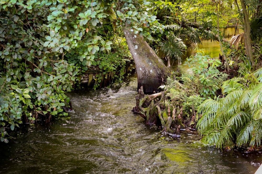 A rushing creek flowing between banks of lush greenery and trees. 