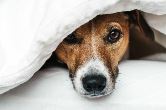 dog peeking from under white blanket