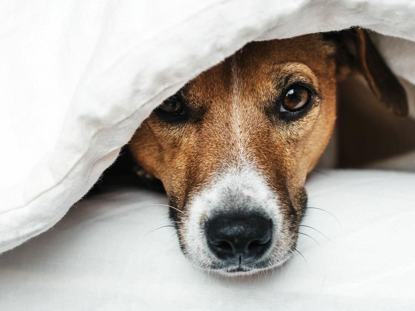 Dog peeking out from under a blanket at King Blue Hotel Toronto