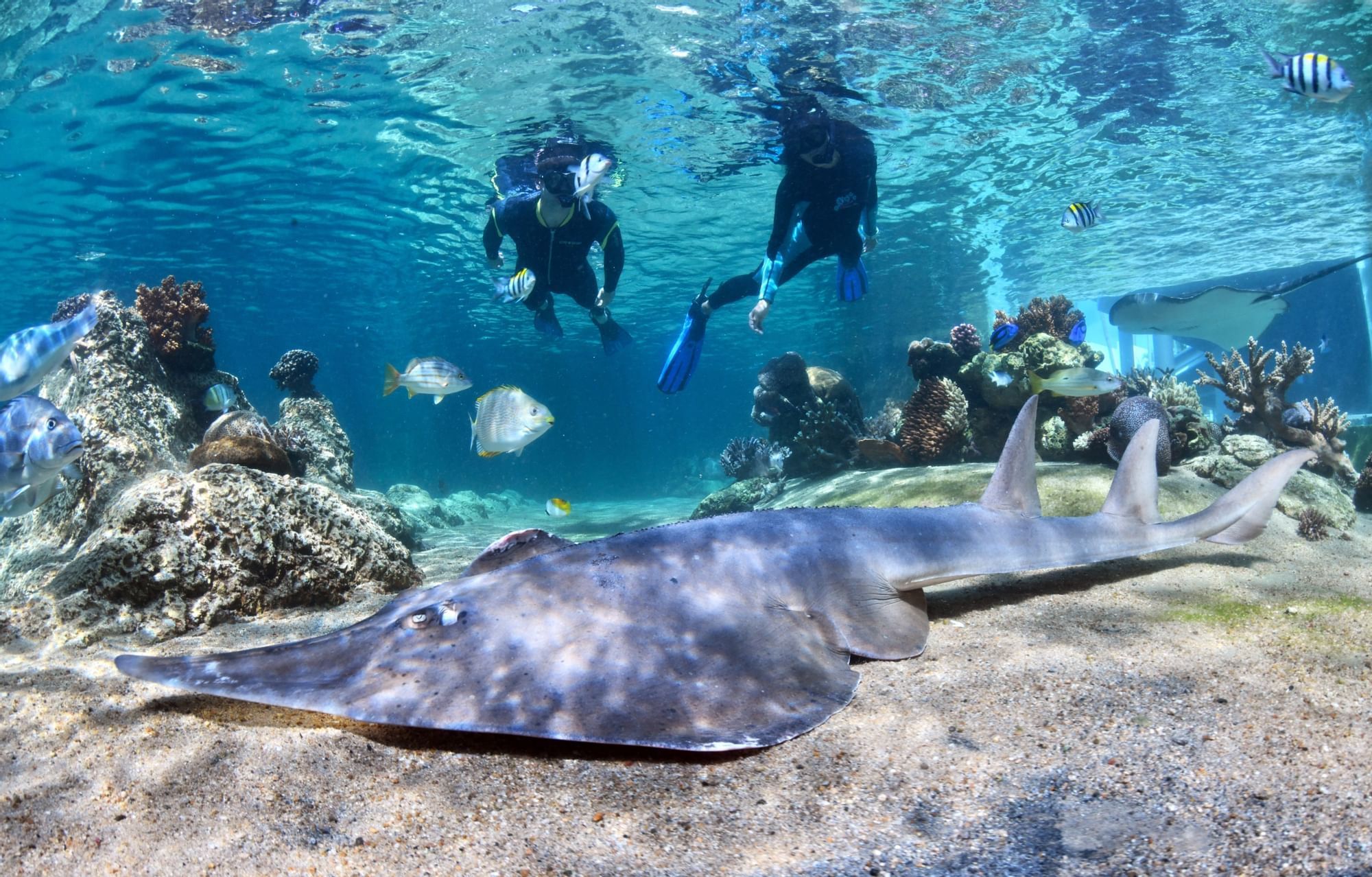 People exploring reefs in deep sea near Daydream Island Resort