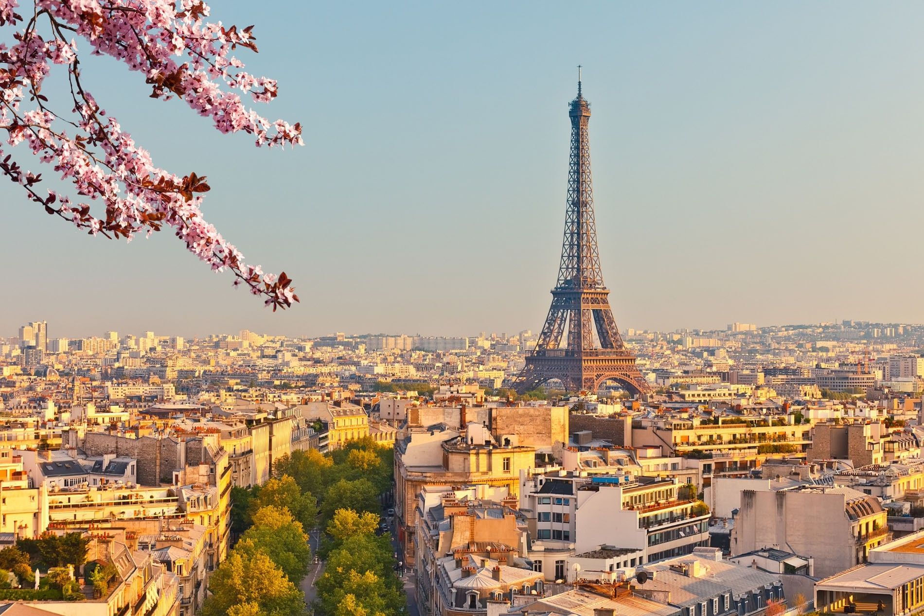 The Eiffel Tower by city buildings under pink blossoms near Warwick Paris Champs Elysées