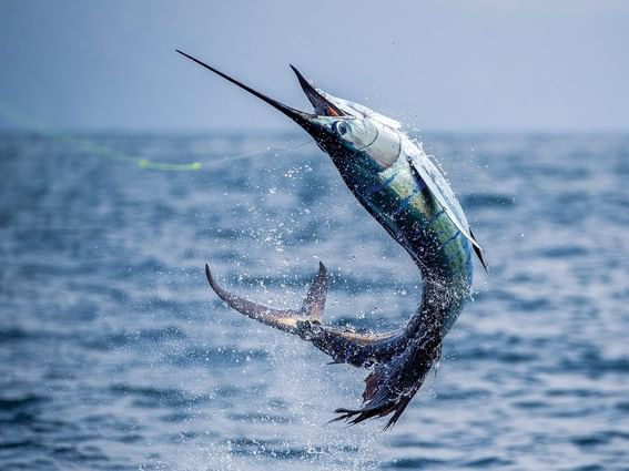 Close-up of Indo-Pacific sailfish near Buenaventura Grand Hotel and Spa