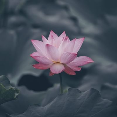 Close-up of a red lotus flower at Falkensteiner Hotels