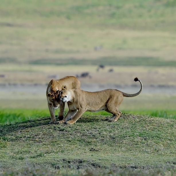 Two lionesses captured in the wild near Ngorongoro Serena