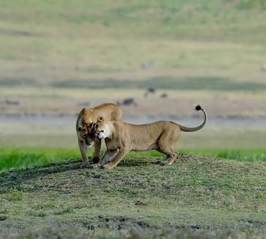 Two lionesses captured in the wild near Ngorongoro Serena