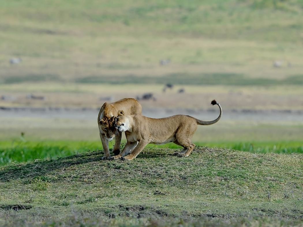 Two lionesses captured in the wild near Ngorongoro Serena