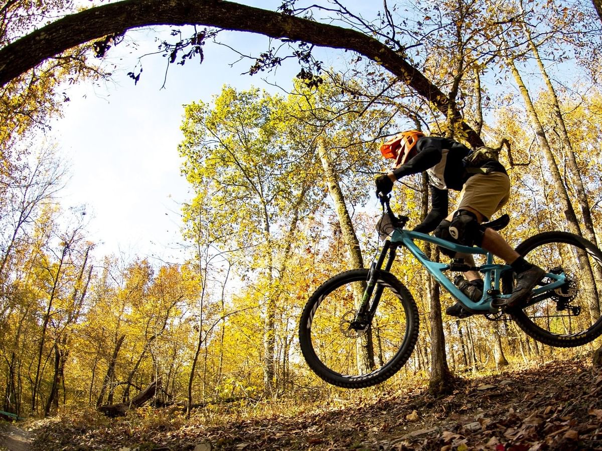 Biker riding on a trail under a curved tree branch by autumn leaves near Arlington Resort Hotel & Spa